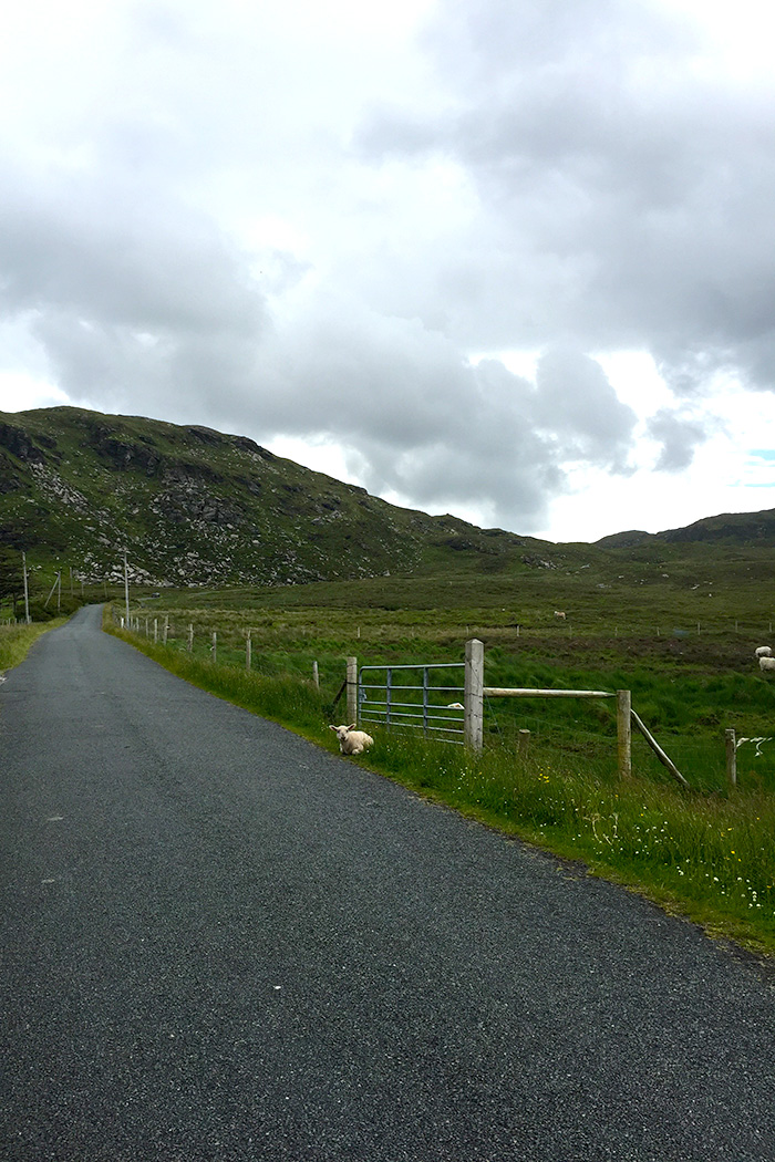Little sheep by the road // Nattie on the Road