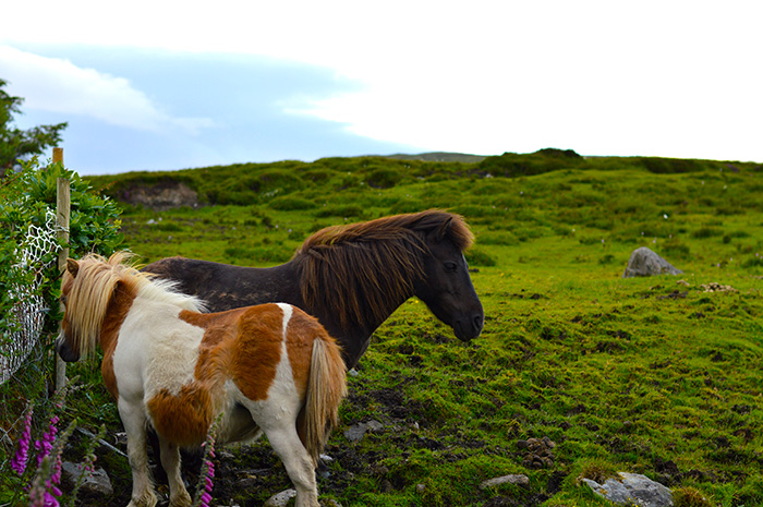 Tiny Irish horses // Nattie on the Road