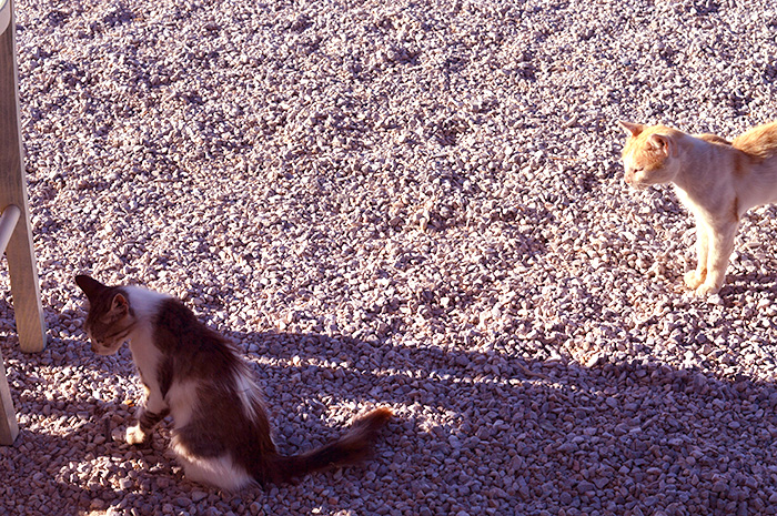 Cats of Greece // Nattie on the Road