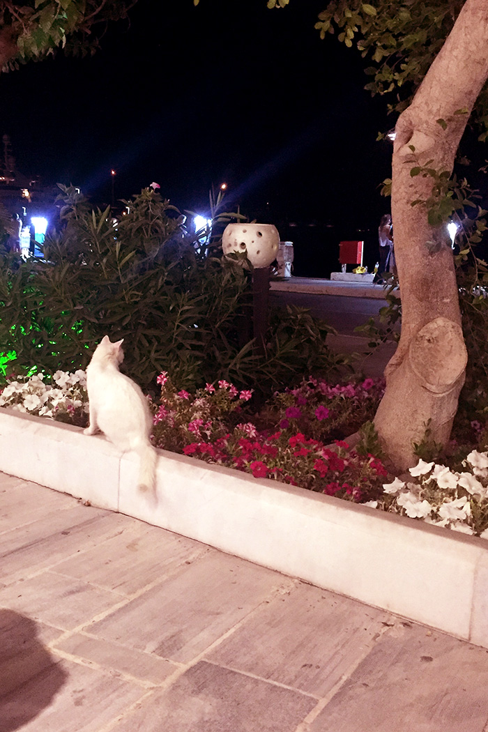 Cats of Greece // Nattie on the Road