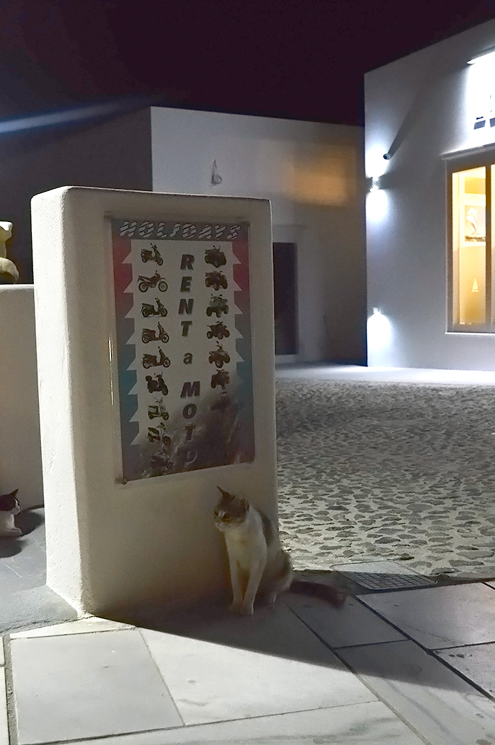 Cats of Greece // Nattie on the Road