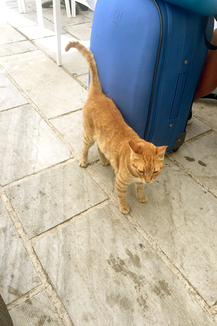 Cats of Greece // Nattie on the Road