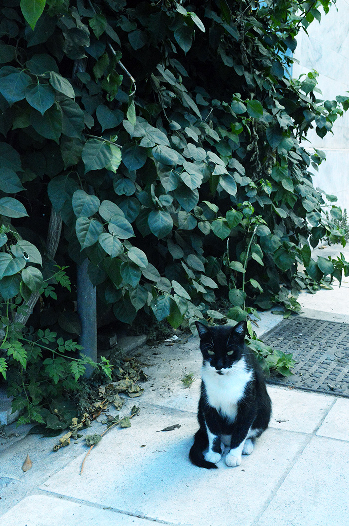 Cats of Greece // Nattie on the Road