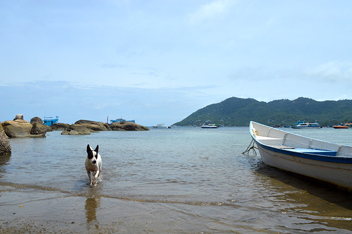 street dogs of Thailand // Nattie on the Road