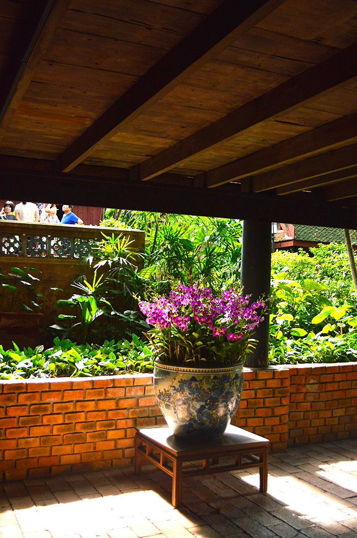 Orchids in the sun // Nattie on the Road