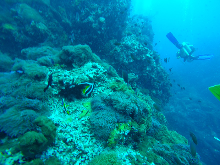 Learn to dive in Koh Tao Thailand