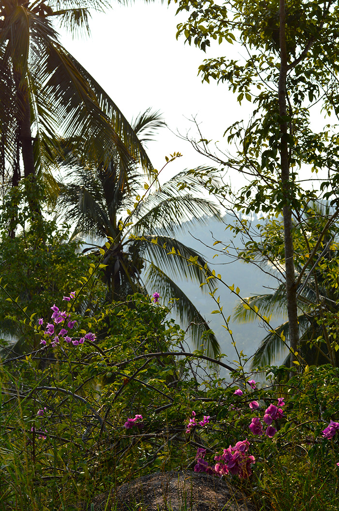 tropical jungles on Koh Tao