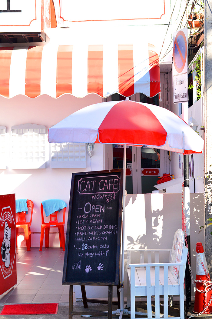 Cat Cafe in Nimman Chiang Mai