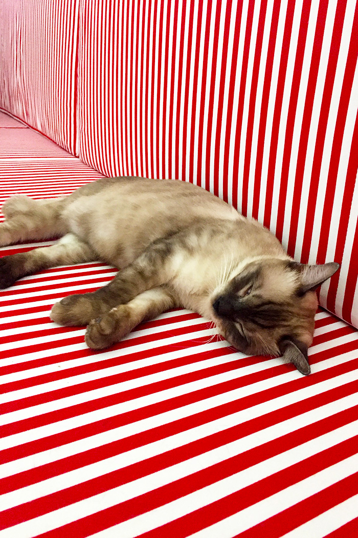 Cat Cafe in Nimman Chiang Mai