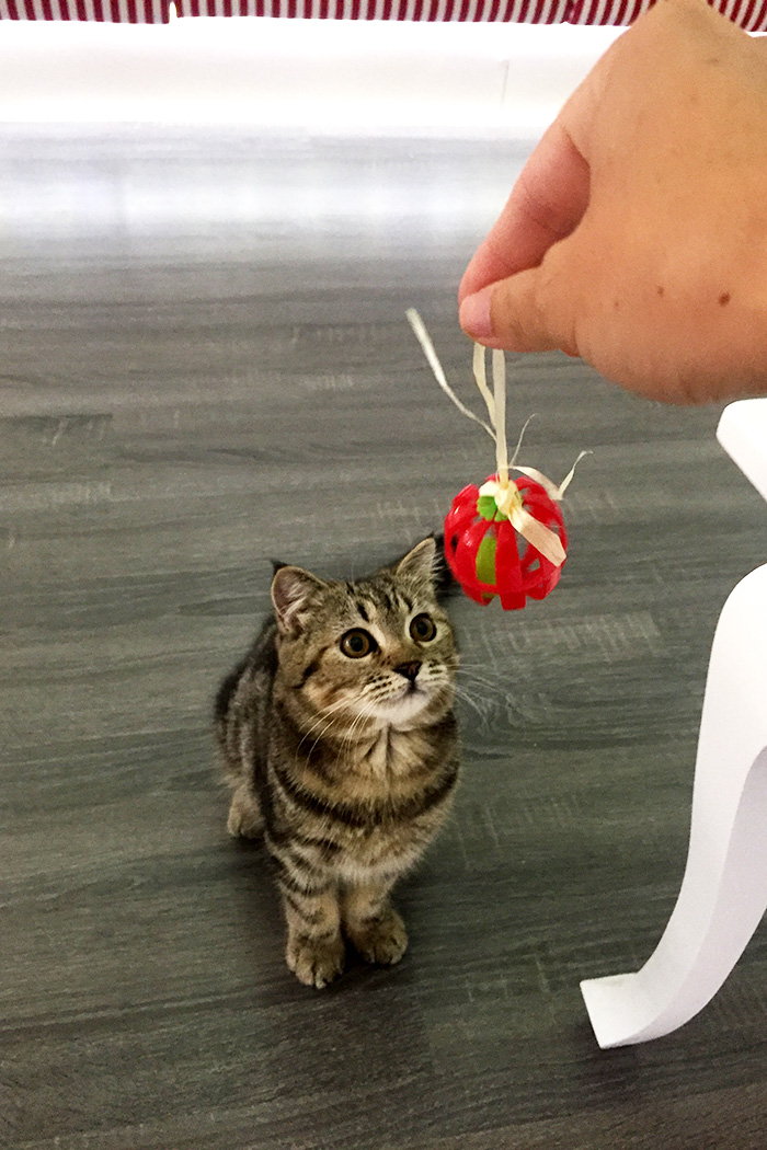 Cat Cafe in Nimman Chiang Mai