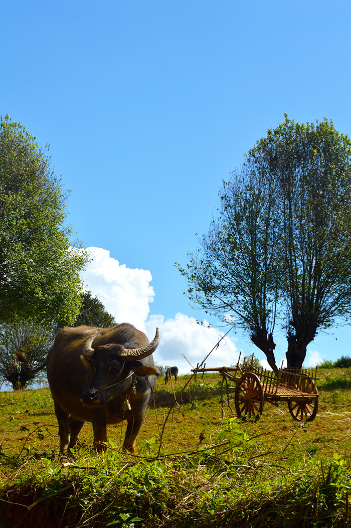 Myanmar country side