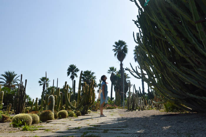 cactus garden - Mossen Costa i Llobera Gardens