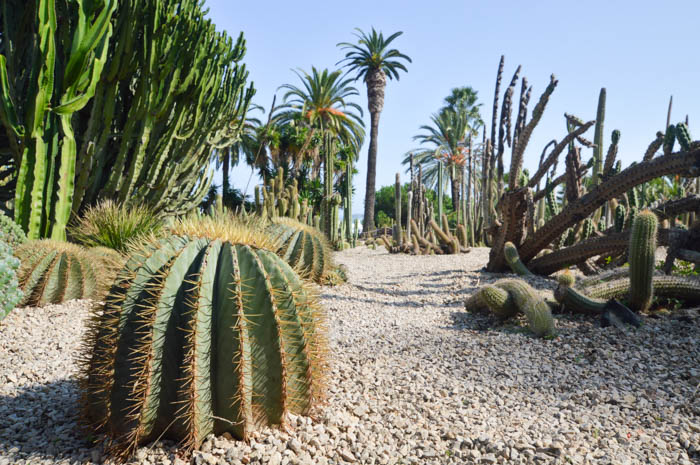 cactus garden - Mossen Costa i Llobera Gardens