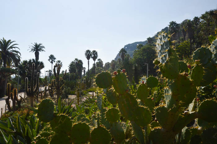 cactus garden - Mossen Costa i Llobera Gardens