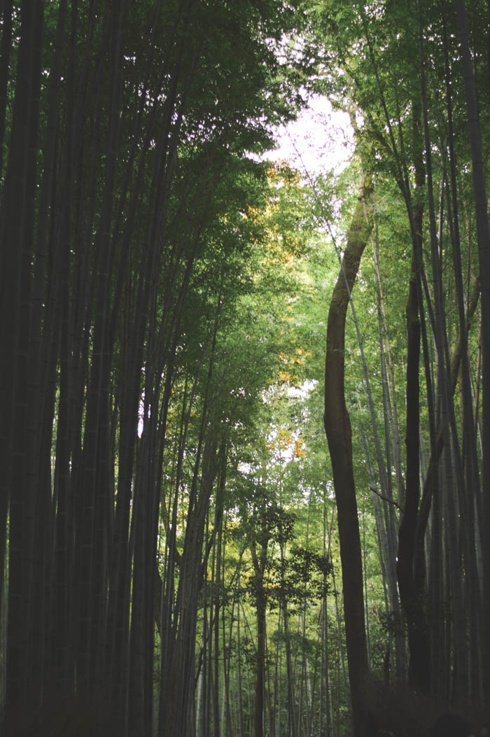 Bamboo Forest, Kyoto