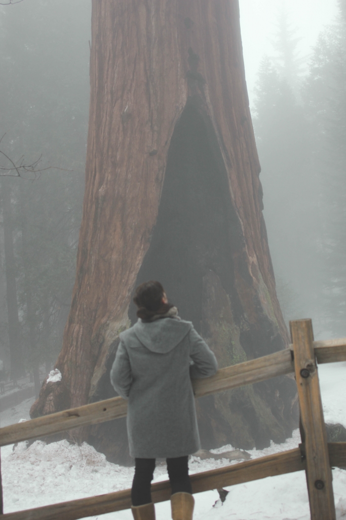 Sequoia Kings Canyon National Park