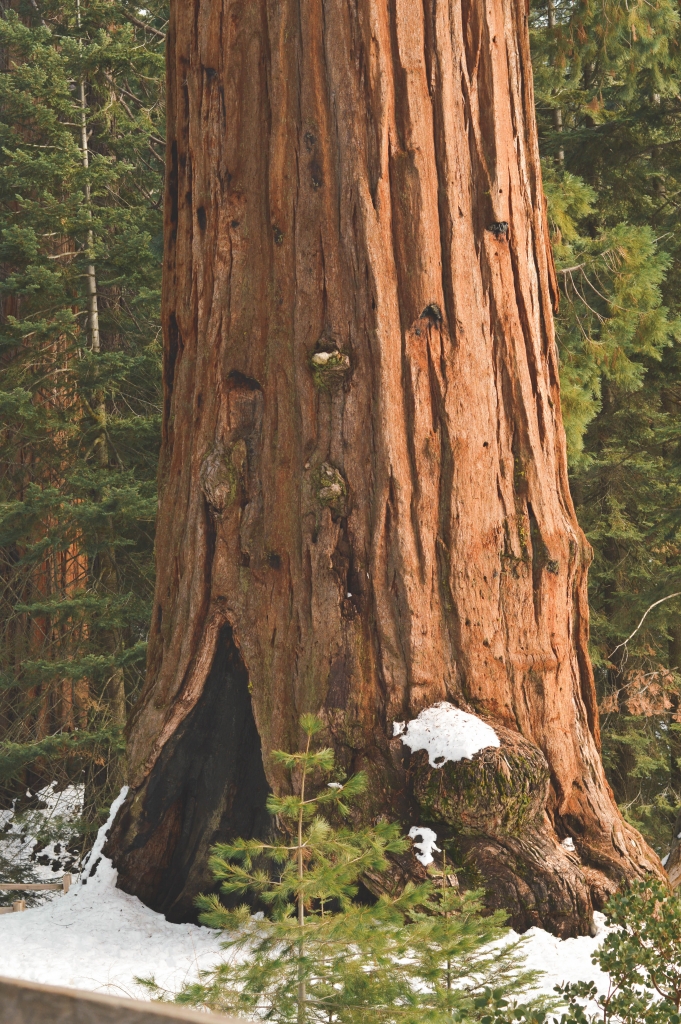 Sequoia Kings Canyon National Park