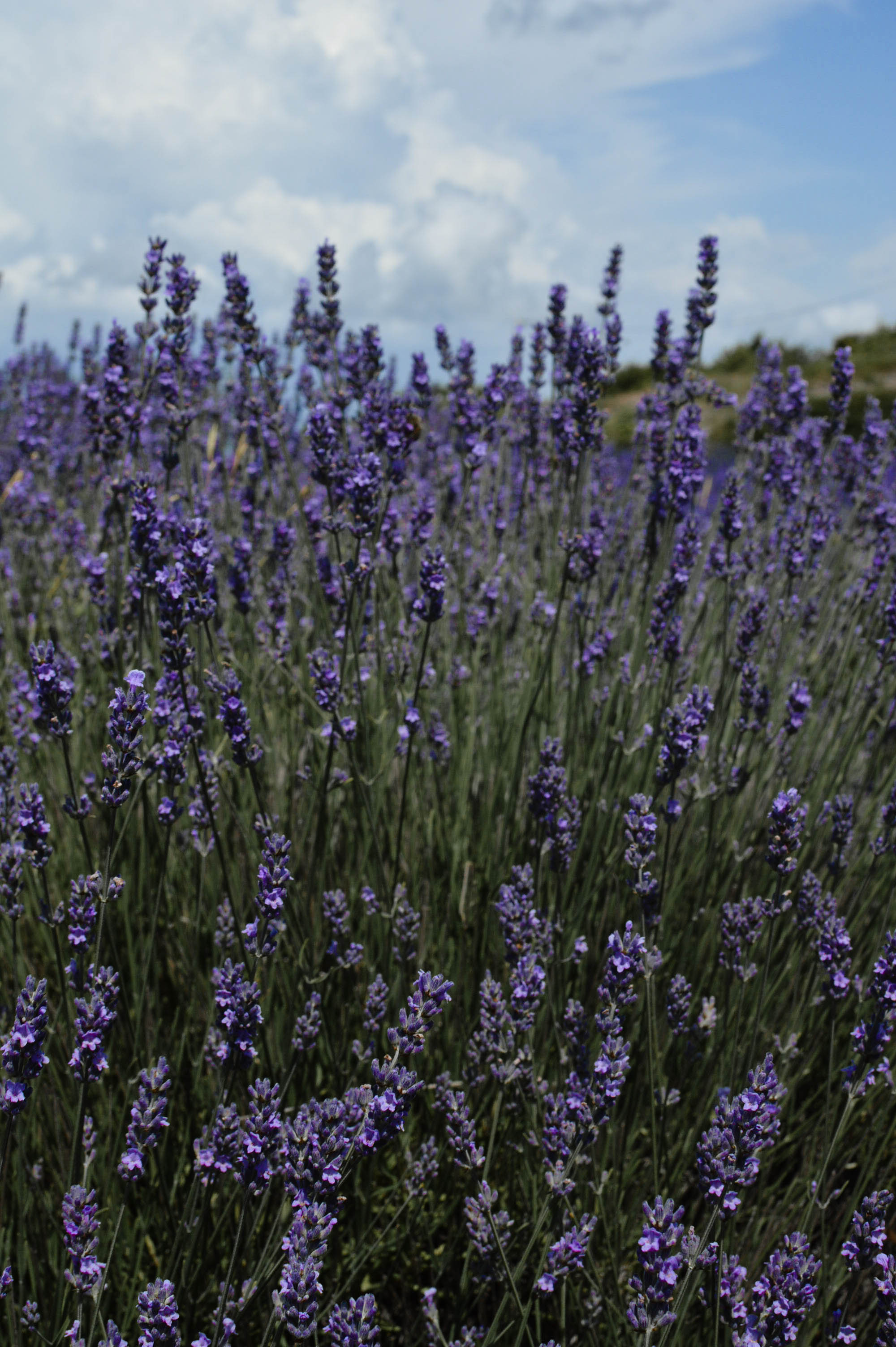 Lavender fields Hvar