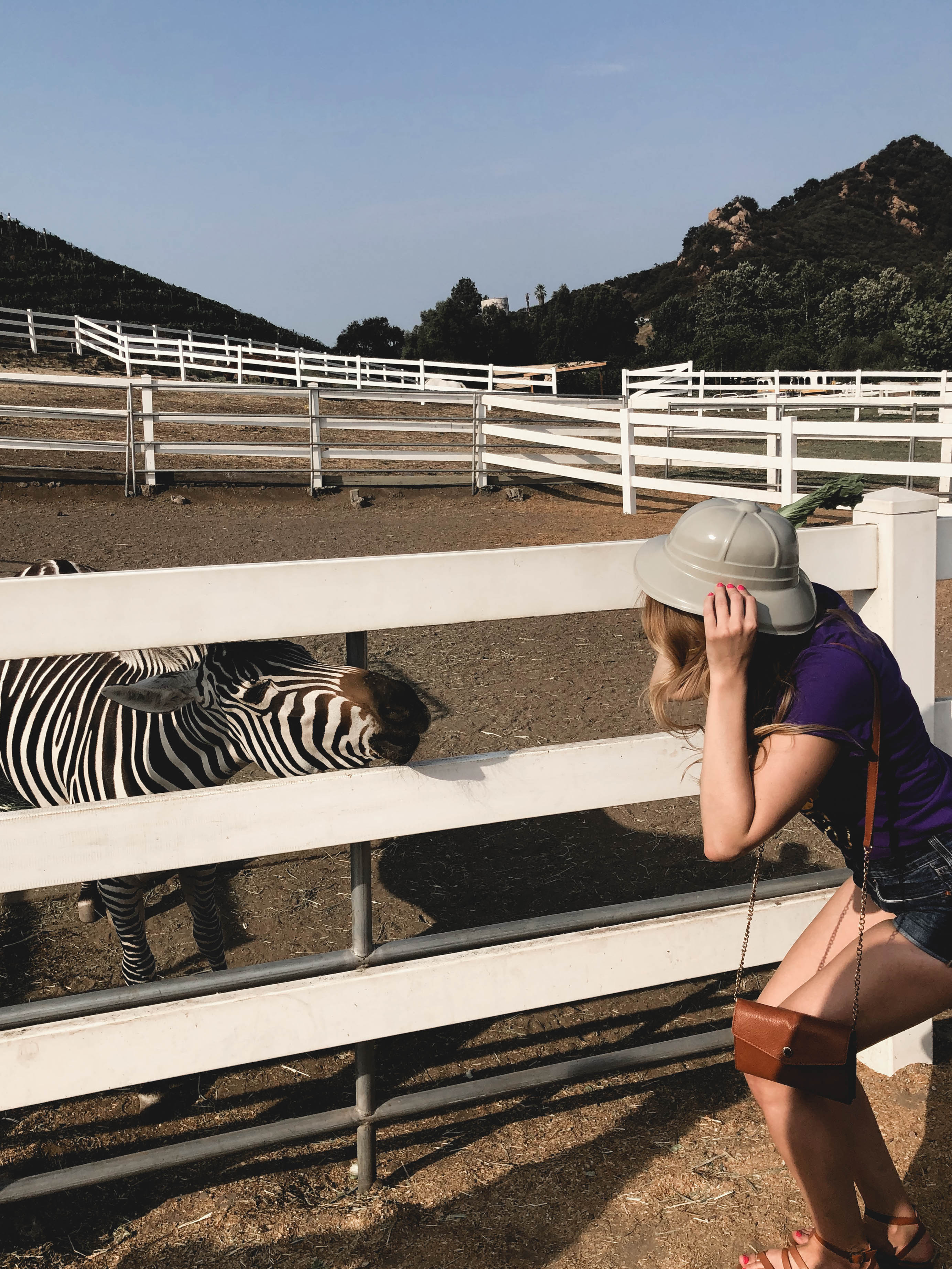 Zebras on the Malibu Wine Safari