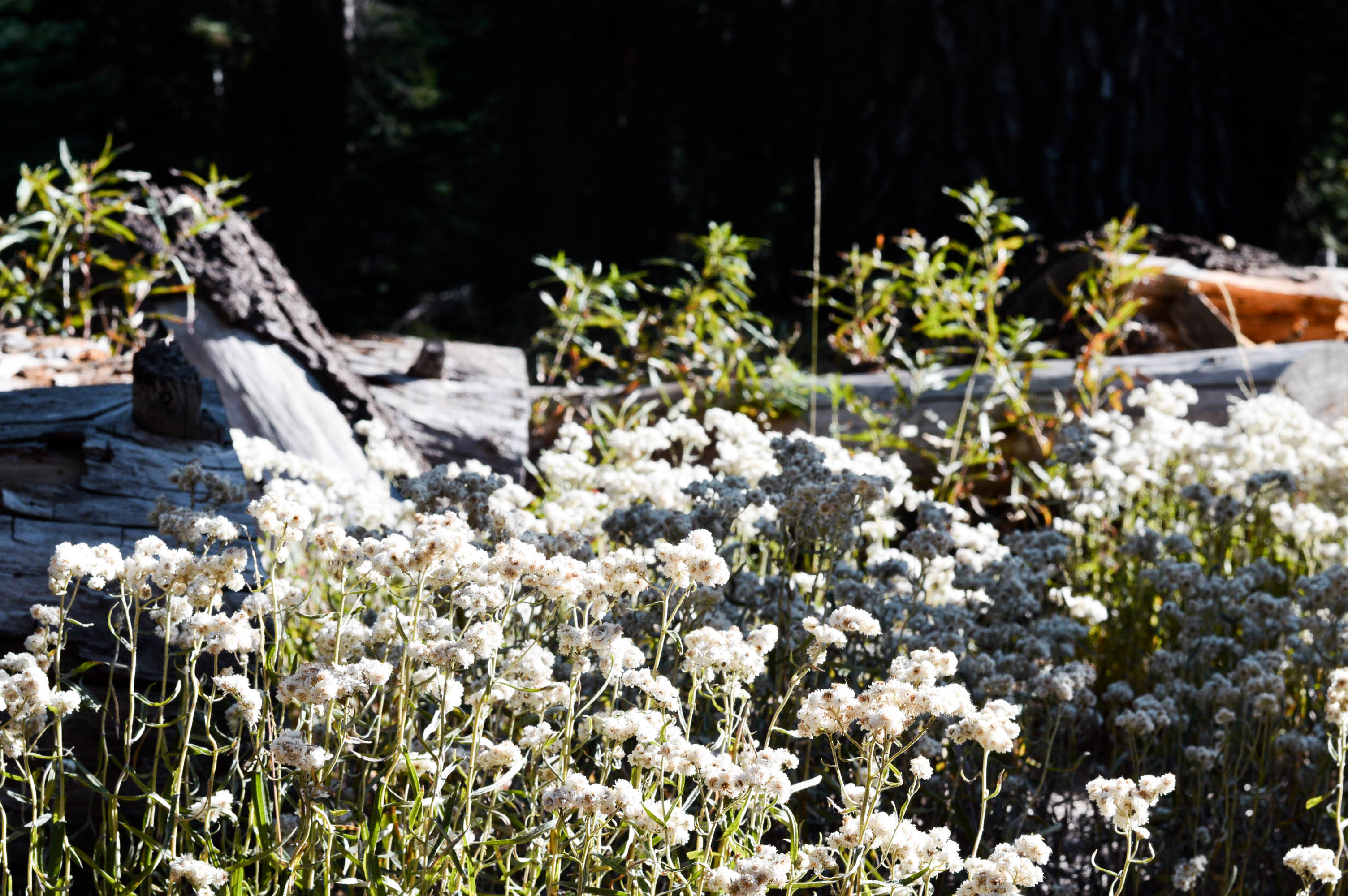 4 badass Yosemite hikes