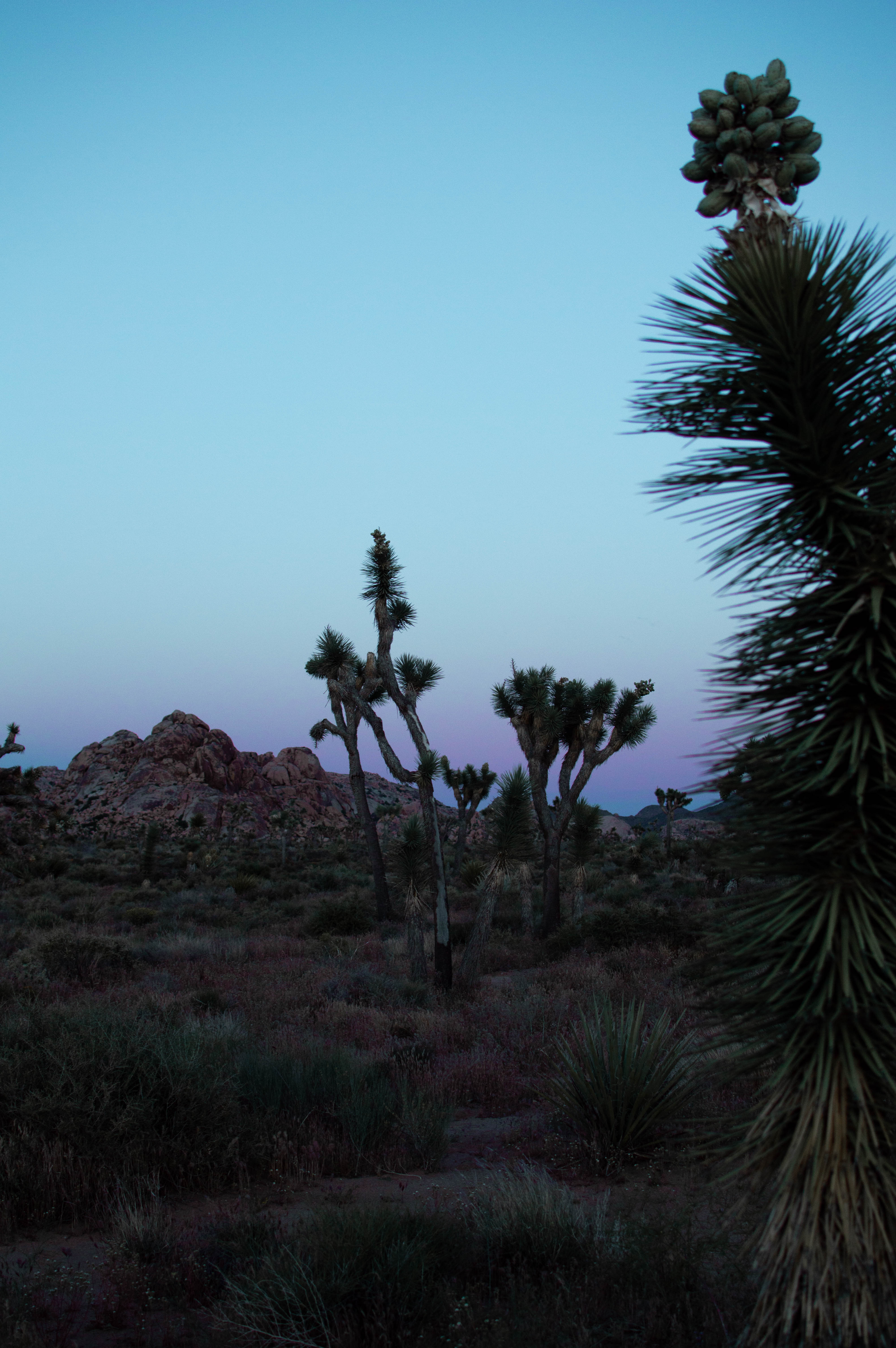 sunset in Joshua Tree