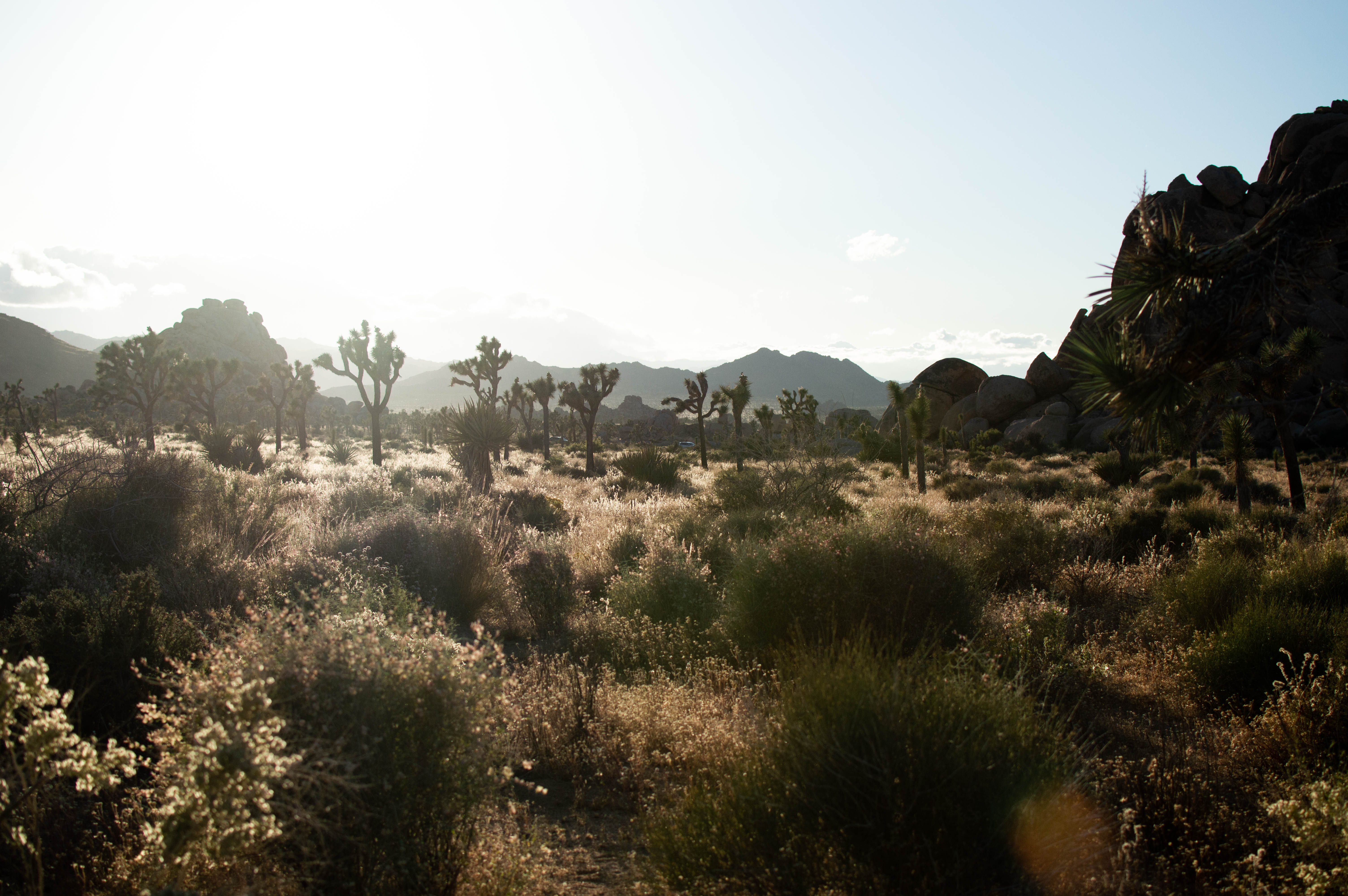 golden hour in Joshua Tree