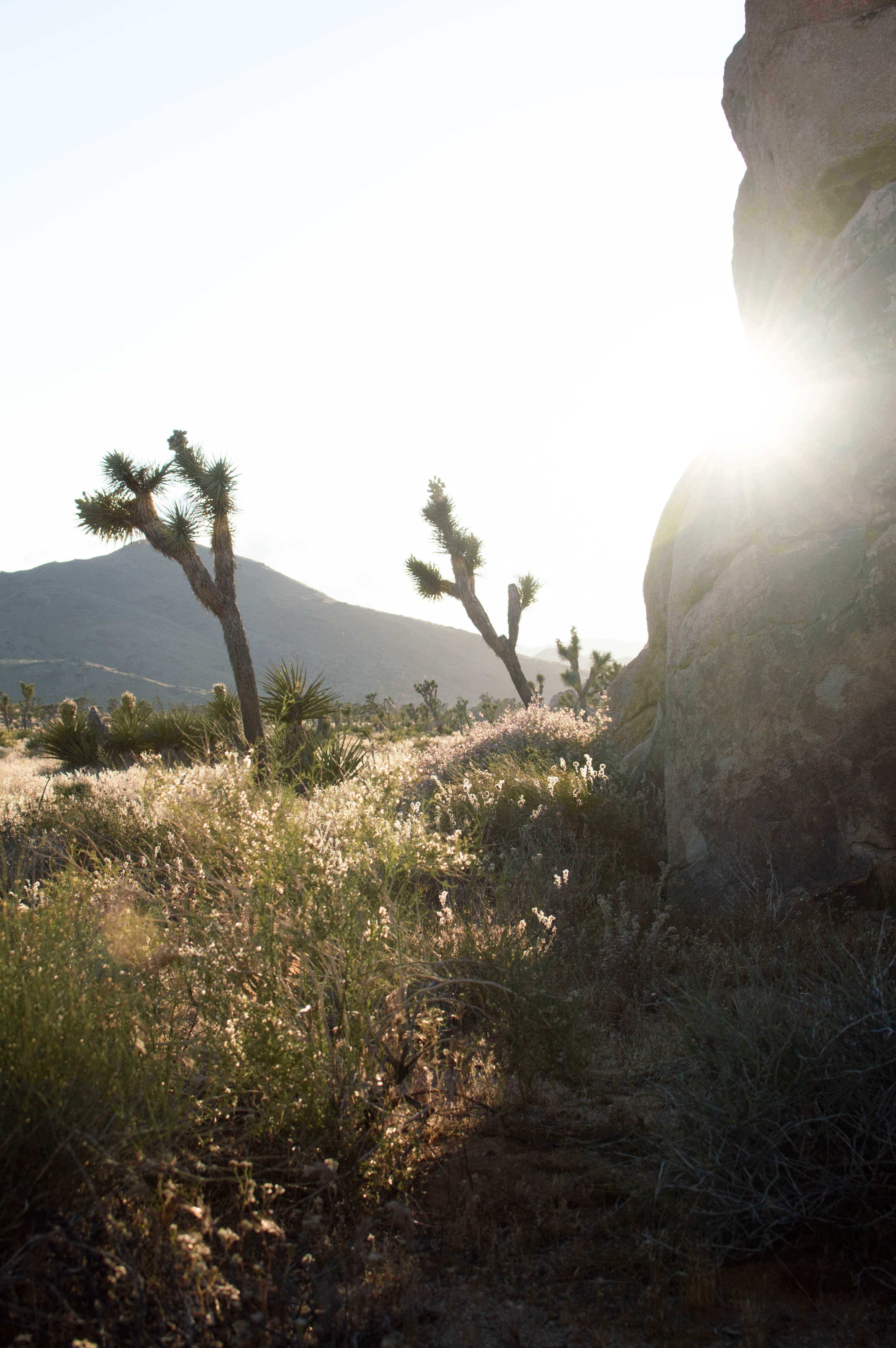 golden hour in Joshua Tree