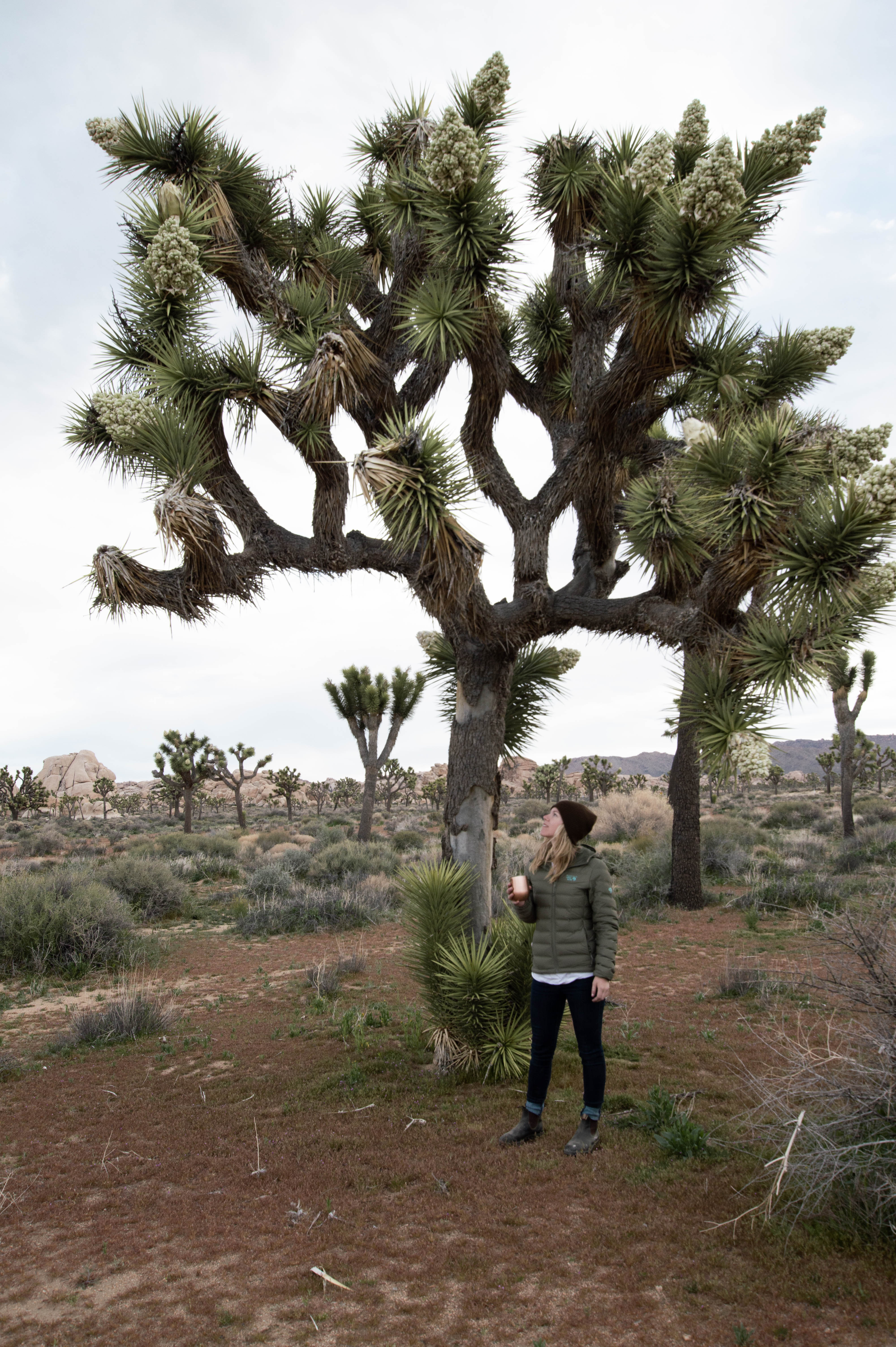 Joshua Tree