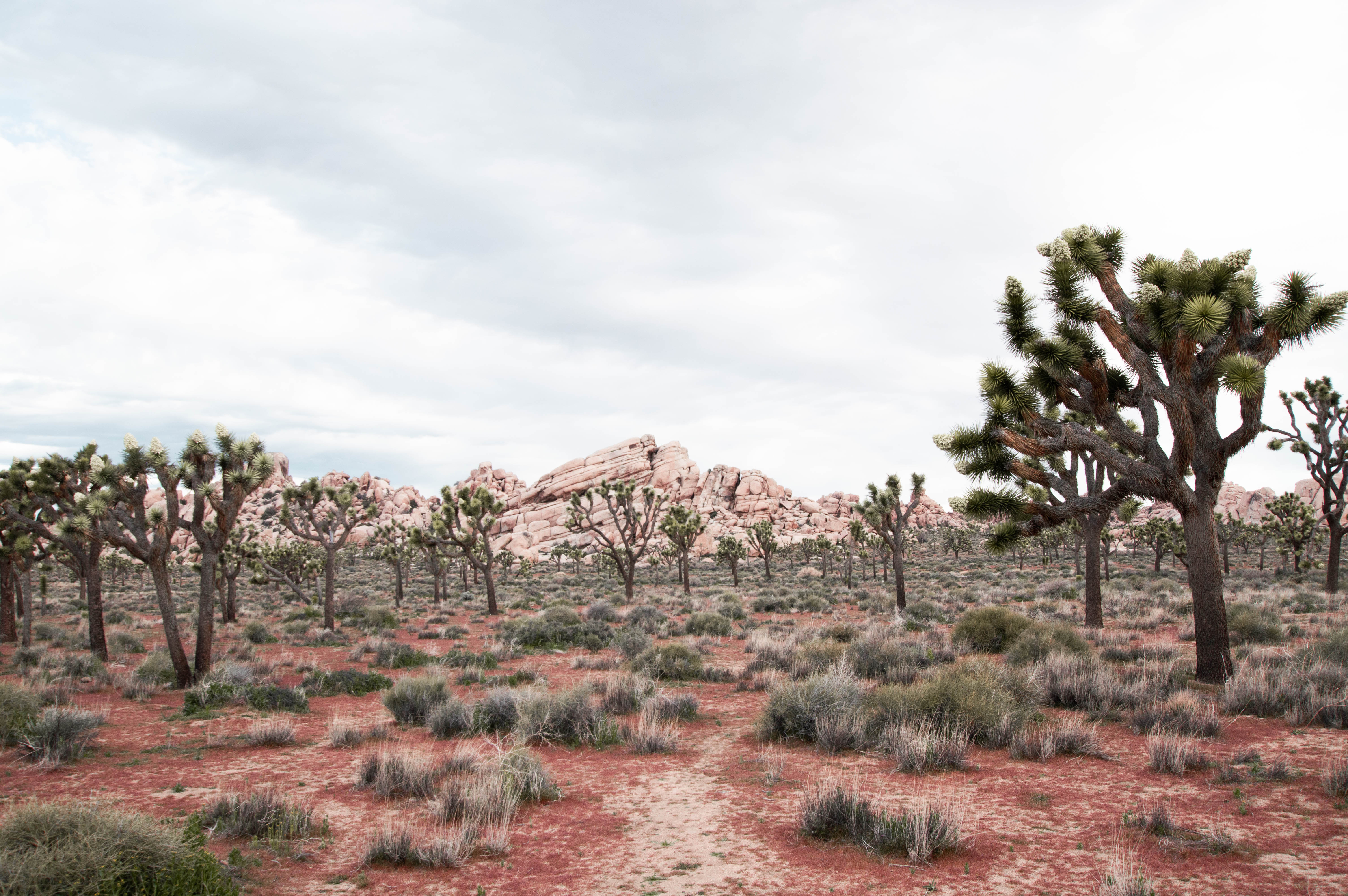 Joshua Tree