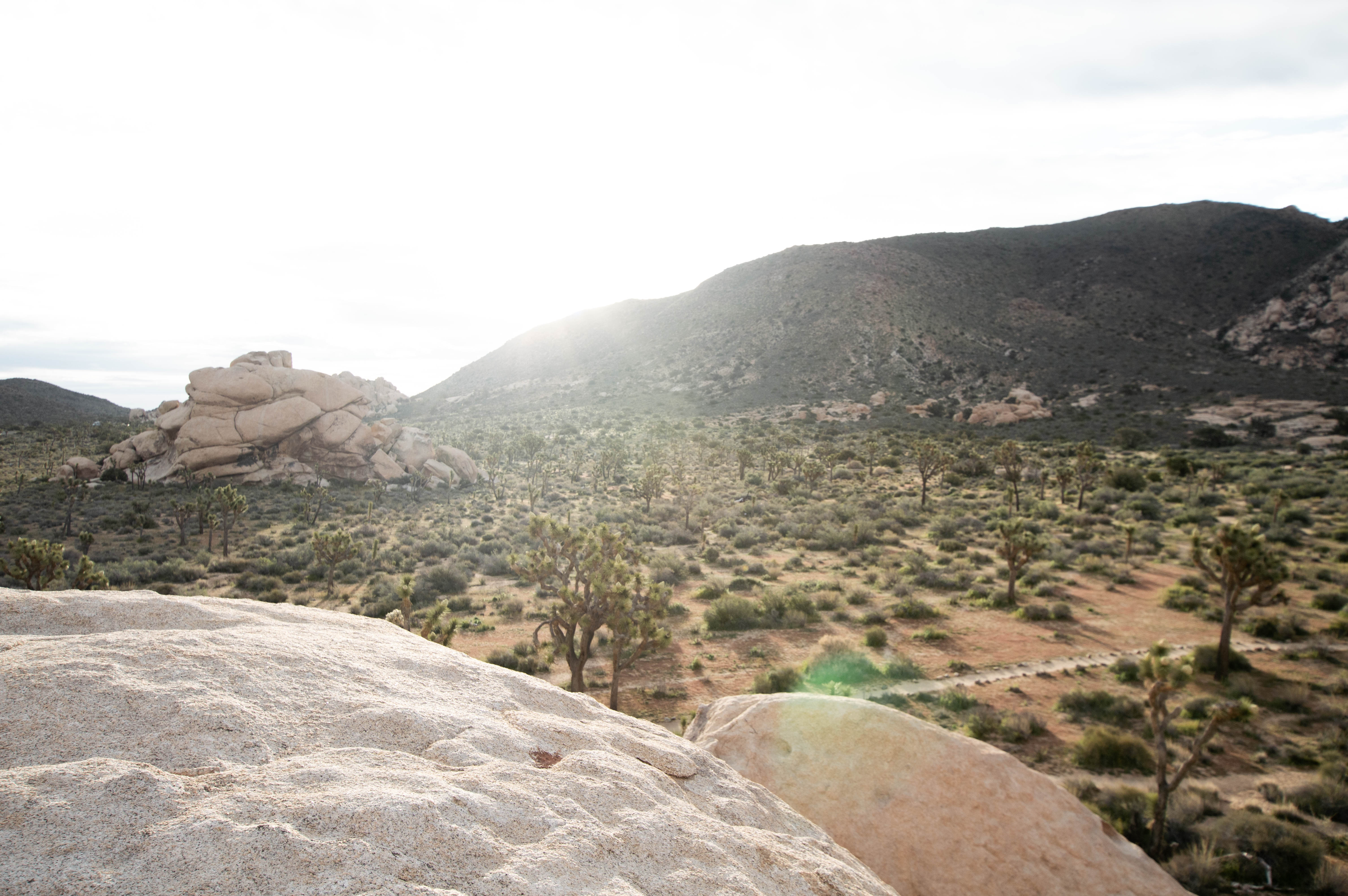 Hall of Horrors in Joshua Tree