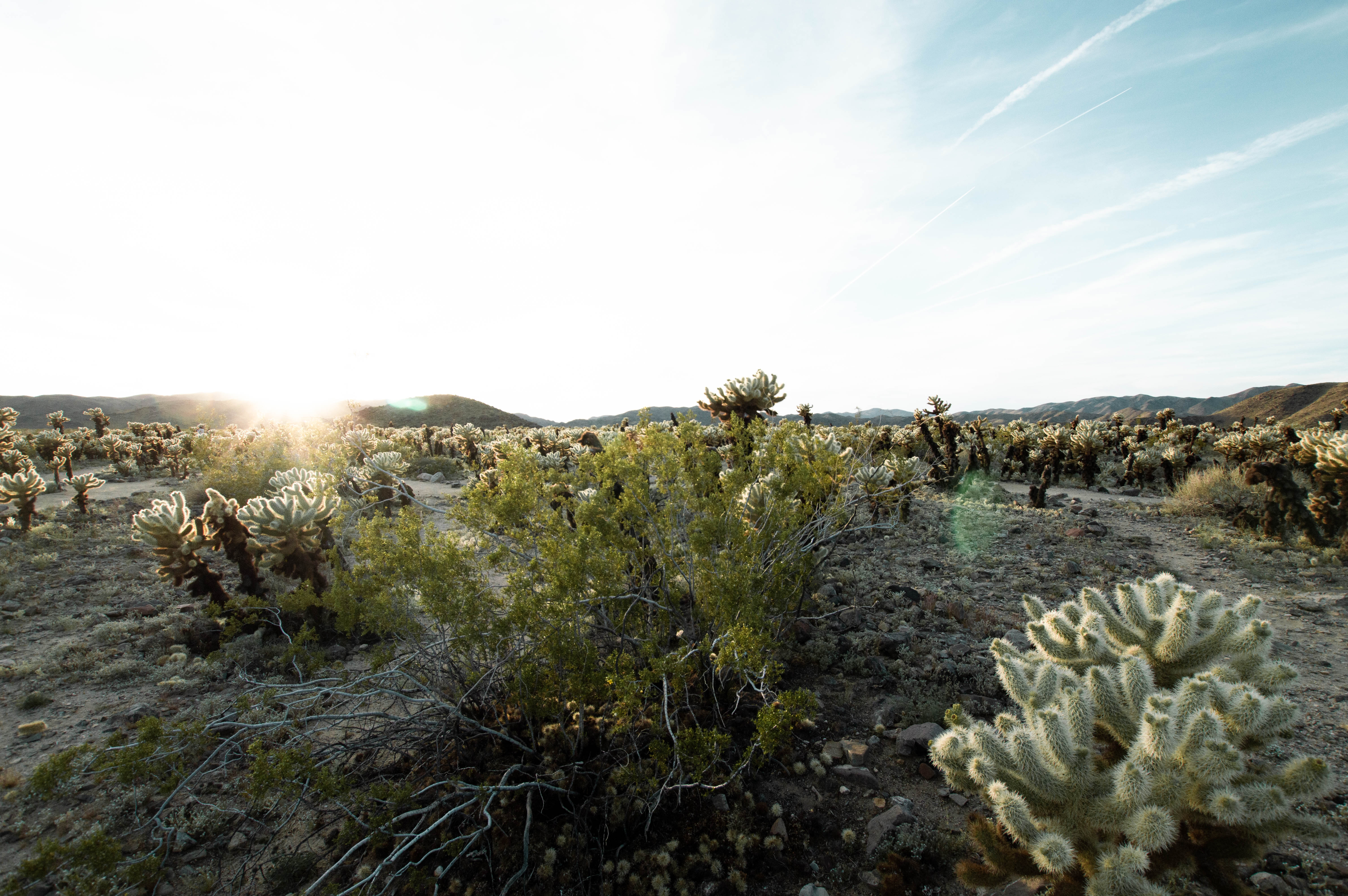 Cholla Cactus Garden in Joshua Tree