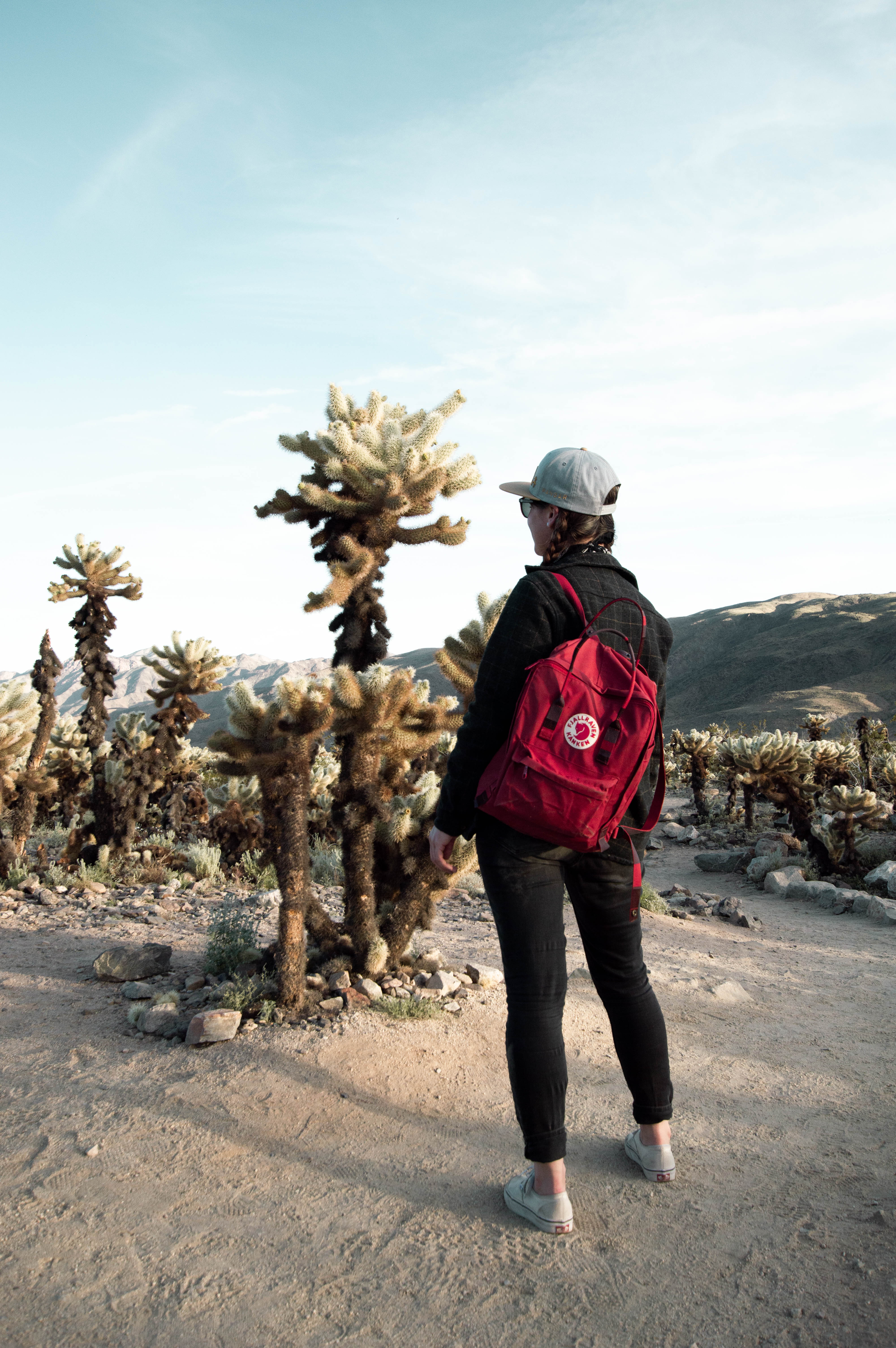 Cholla Cactus Garden in Joshua Tree