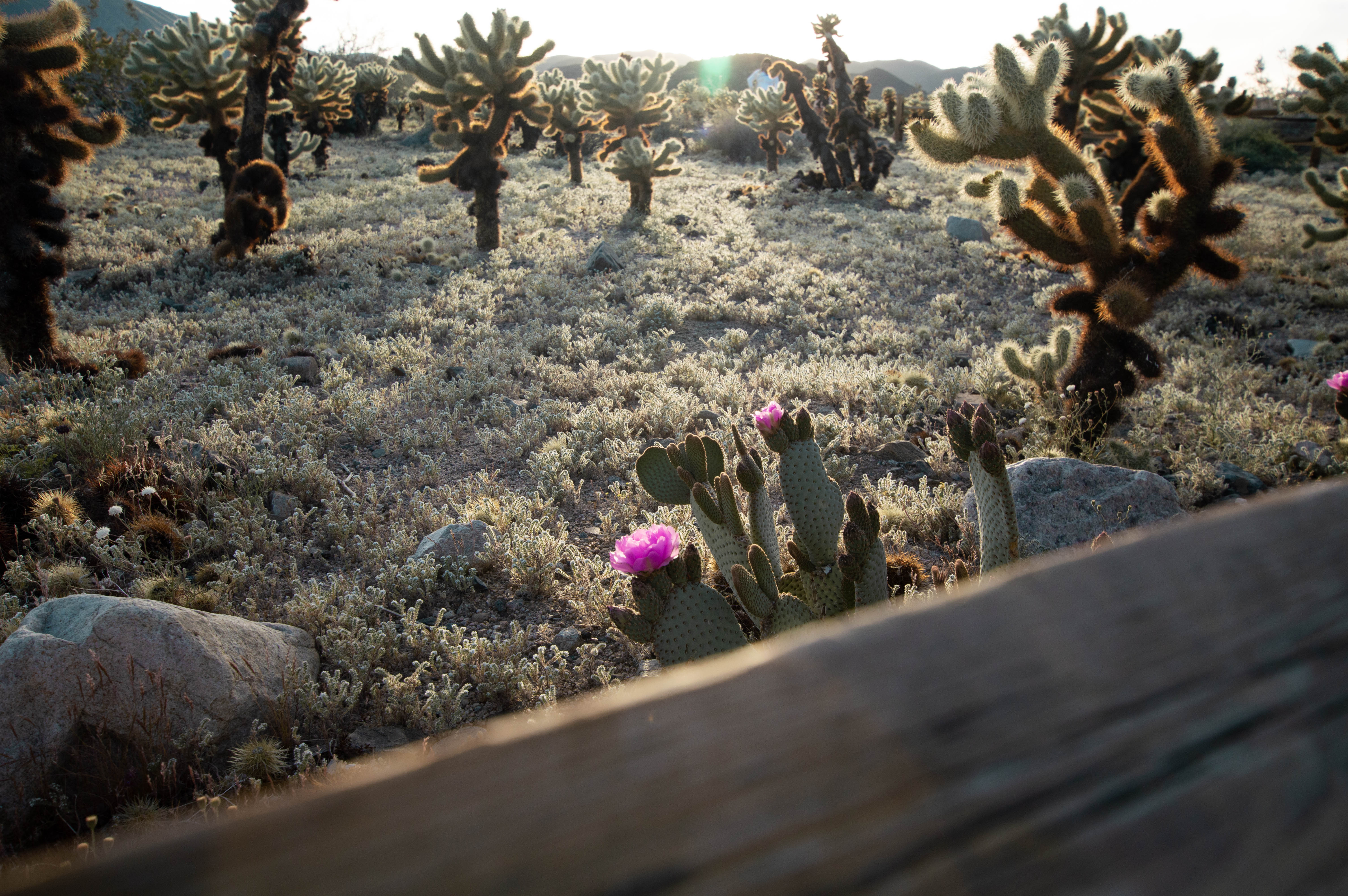 Cholla Cactus Garden in Joshua Tree