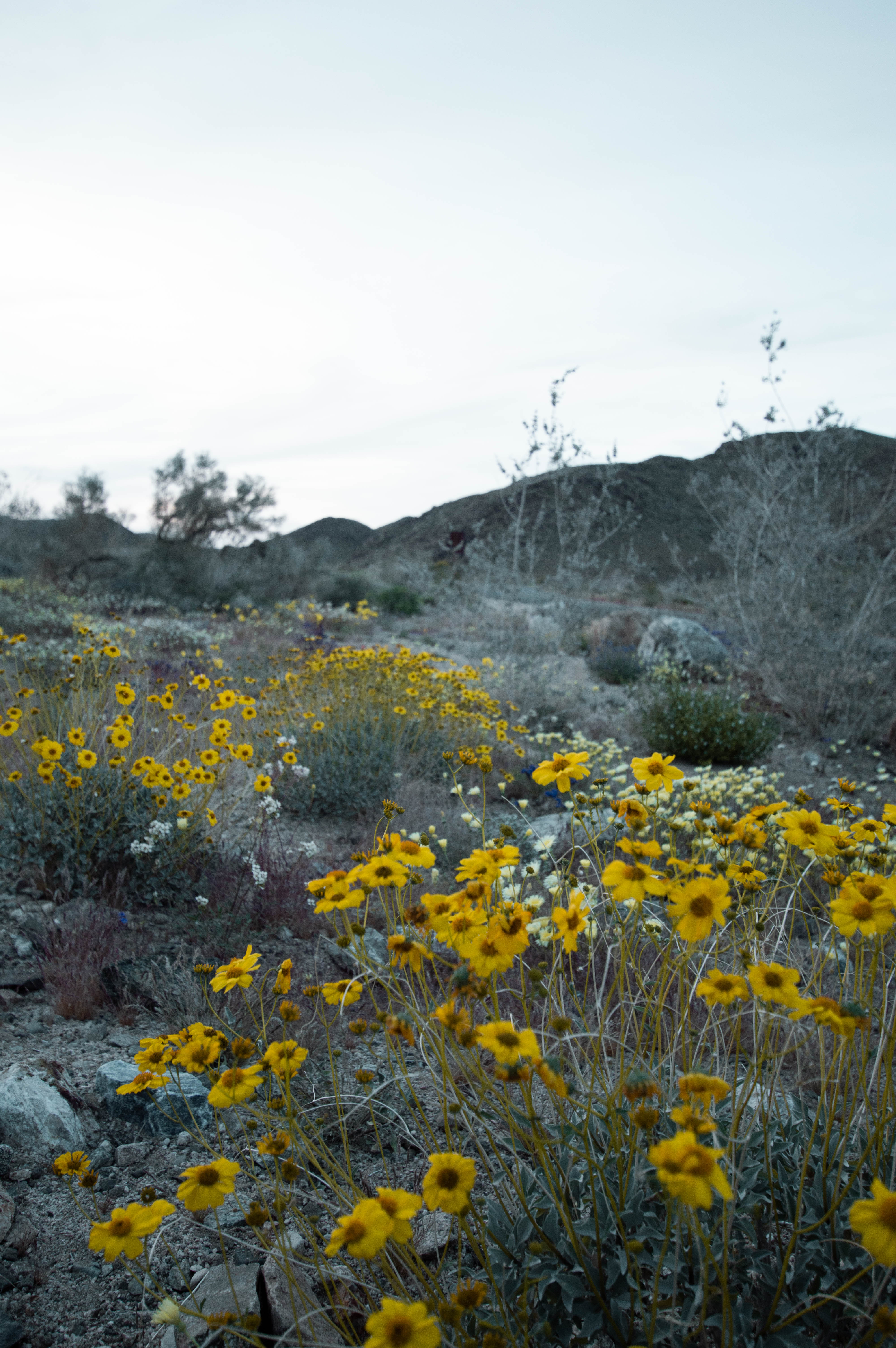 Joshua Tree Super Bloom