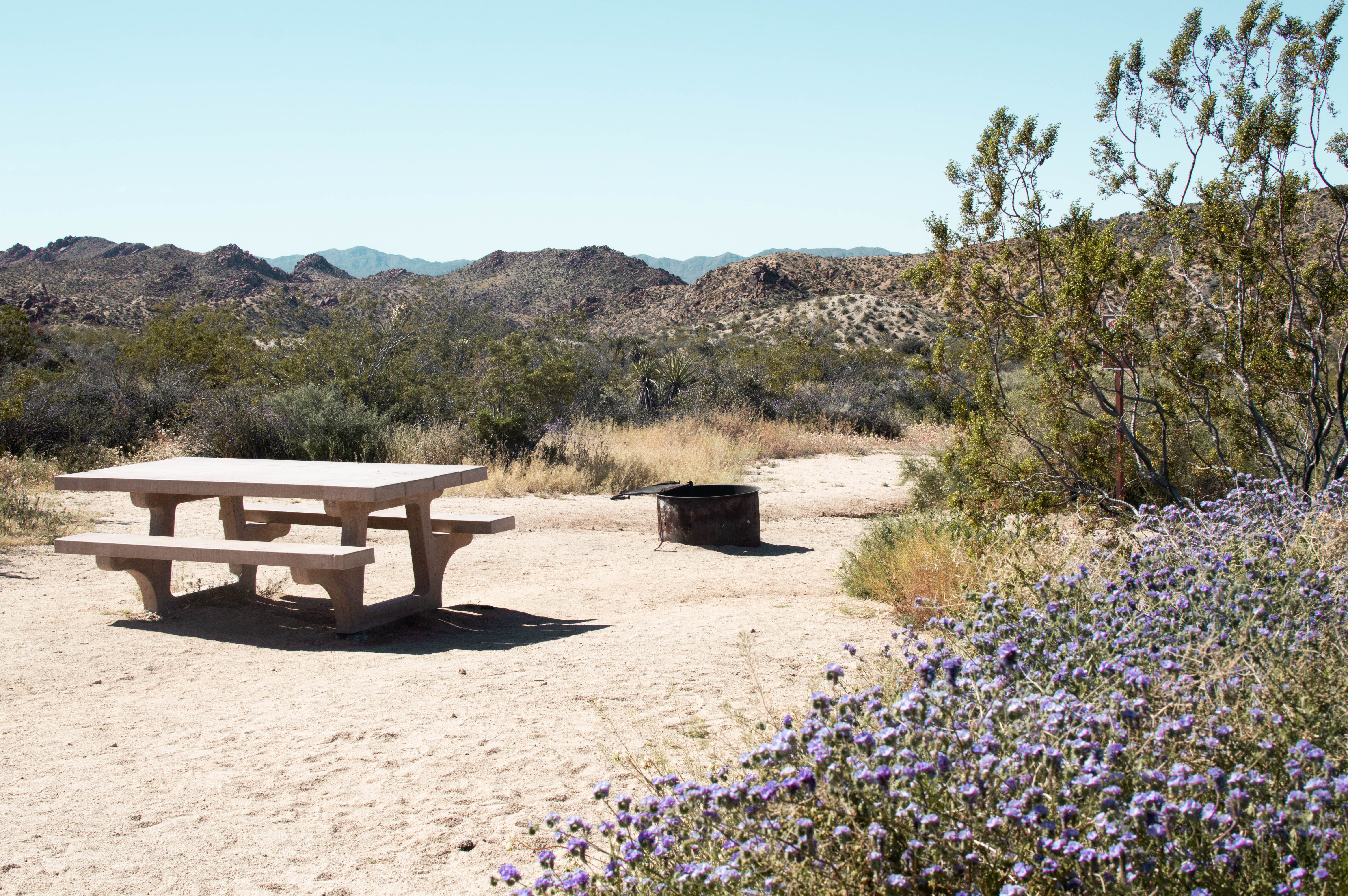 Cottonwood Campground - Joshua Tree