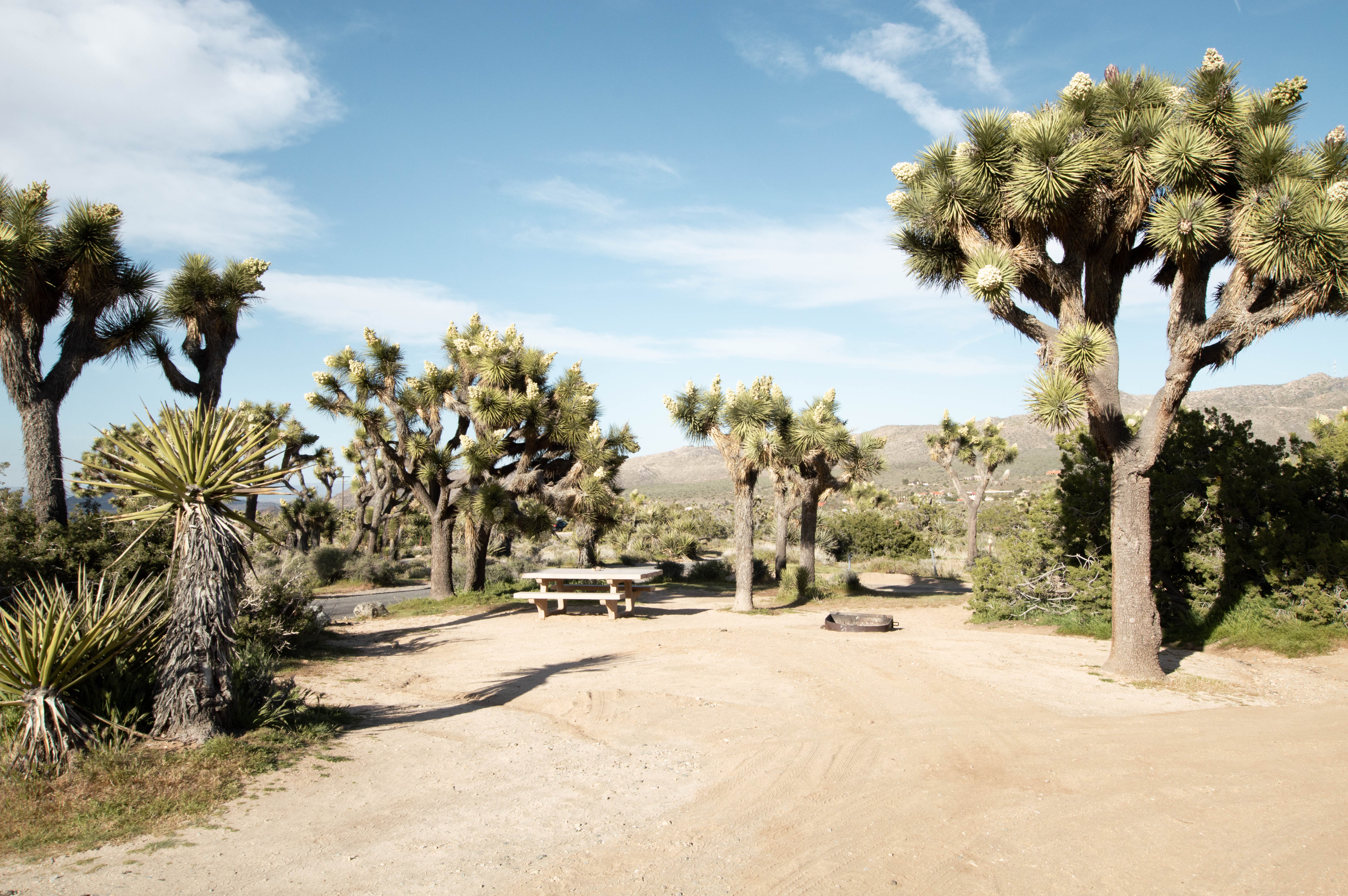 Black Rock Campground - Joshua Tree
