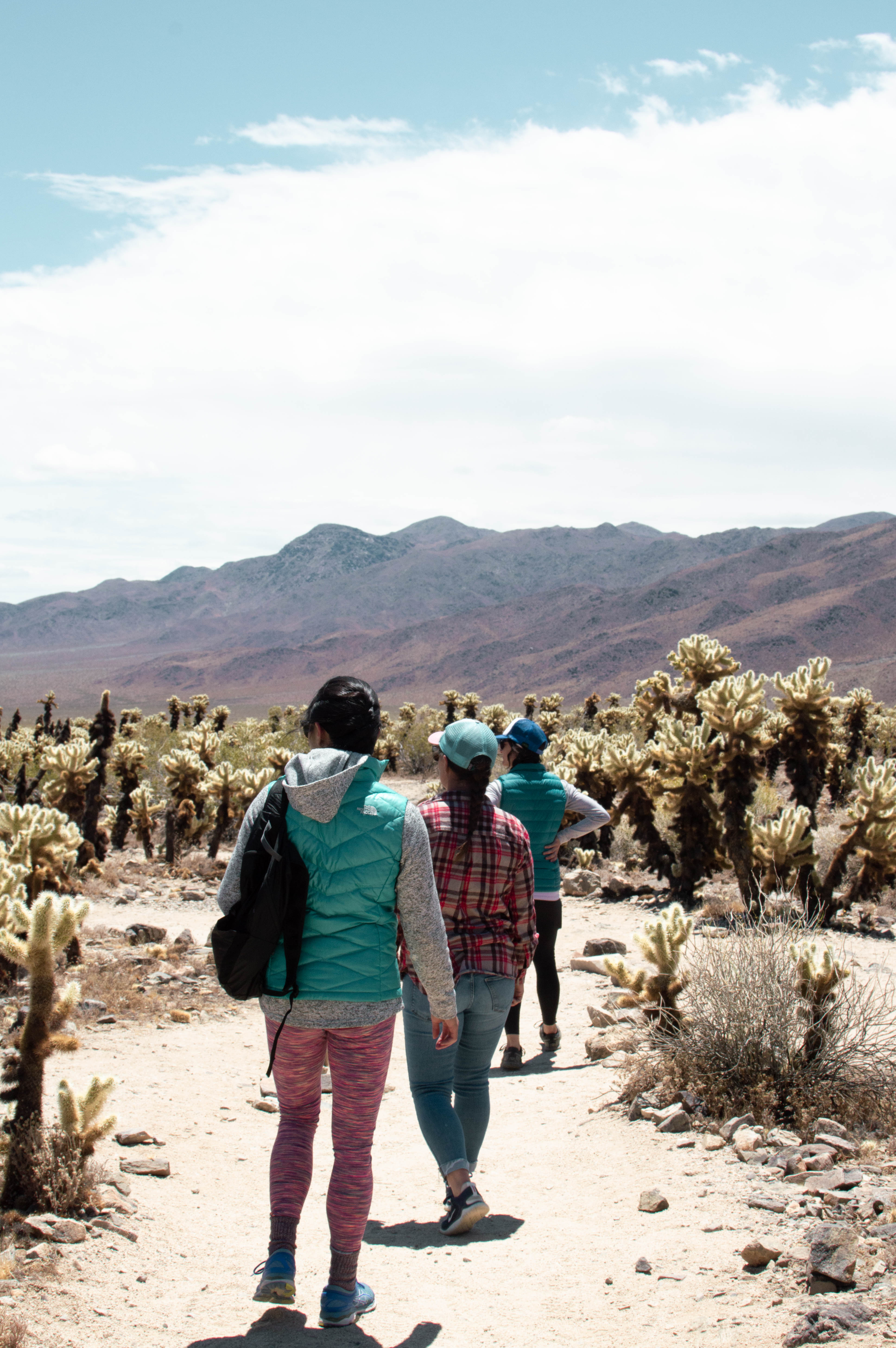 Cholla Cactus Garden