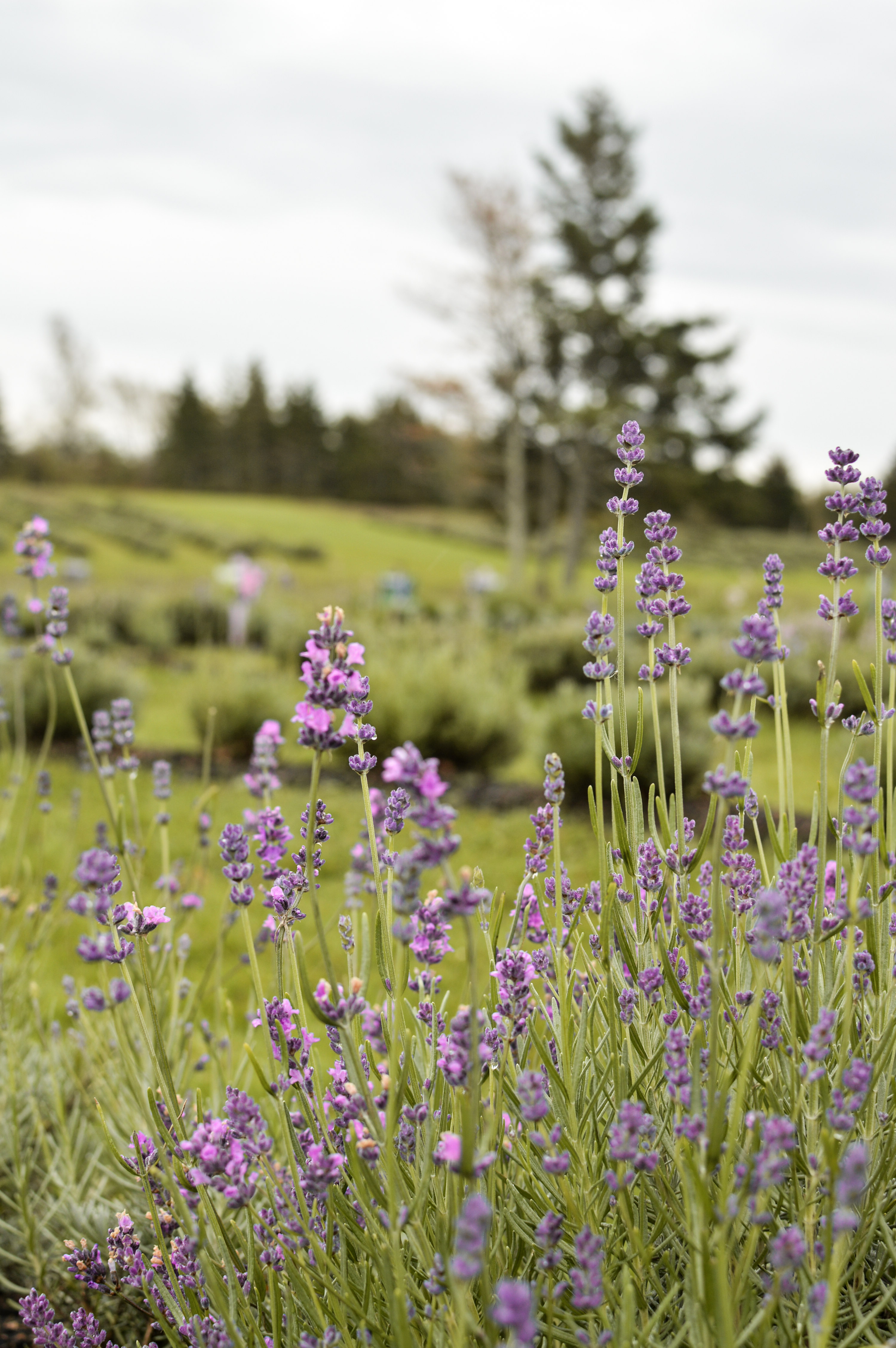 Sea Foam Lavender Farm