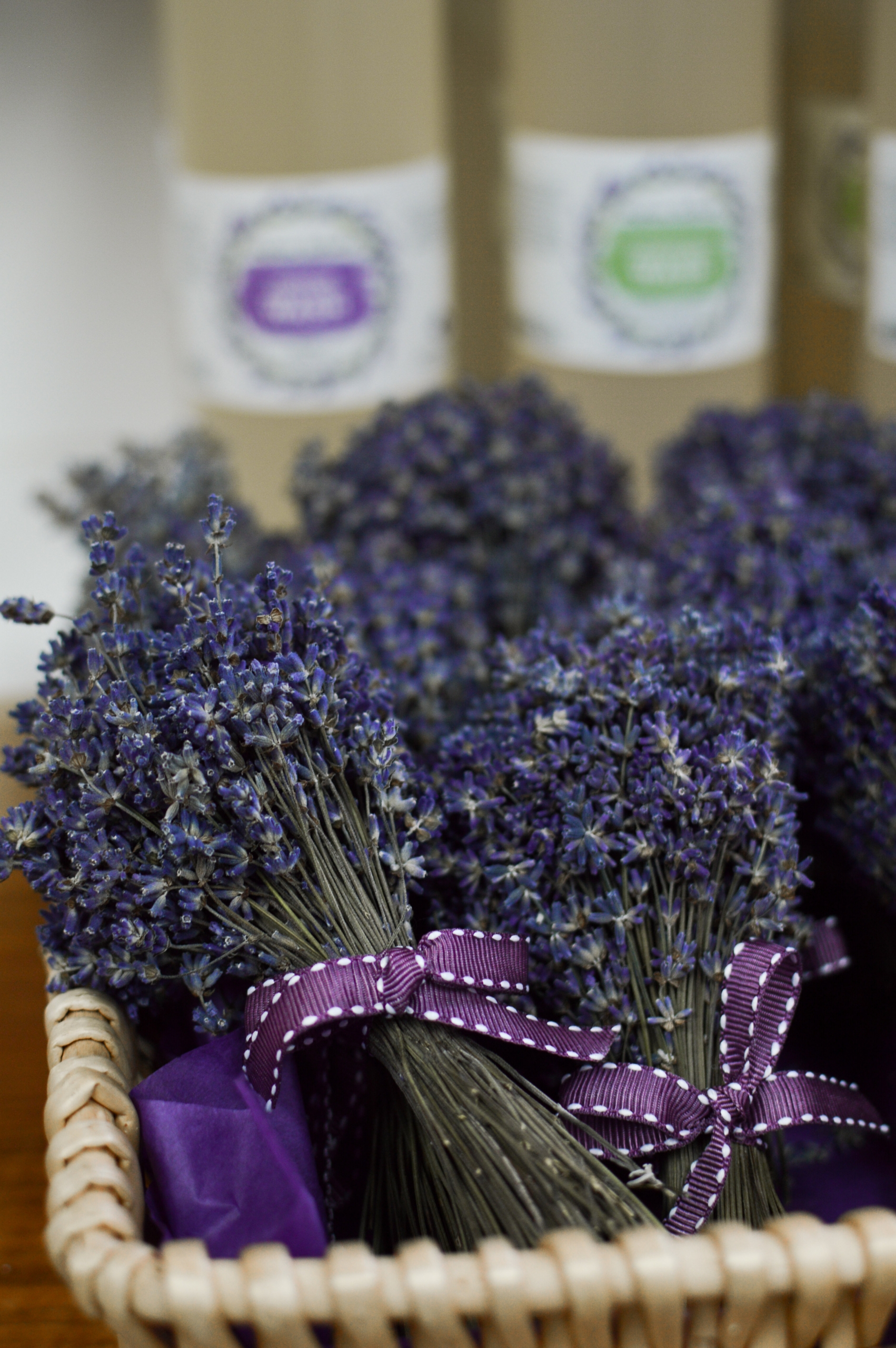 Seafoam Lavender Farm