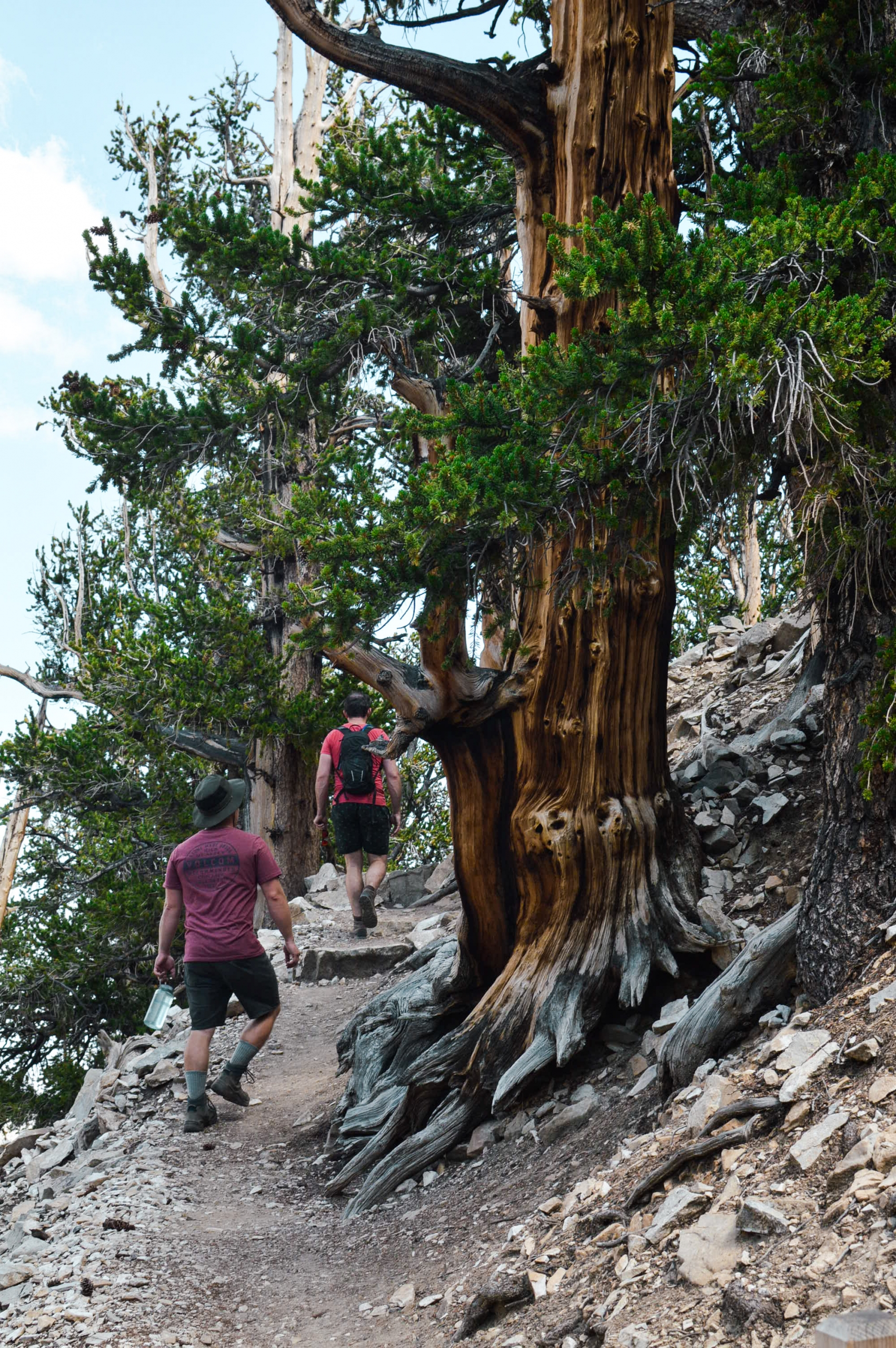 Ancient Bristlecone Forest