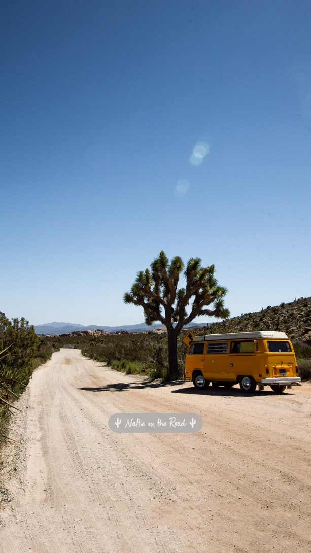 Joshua Tree Phone Wallpaper