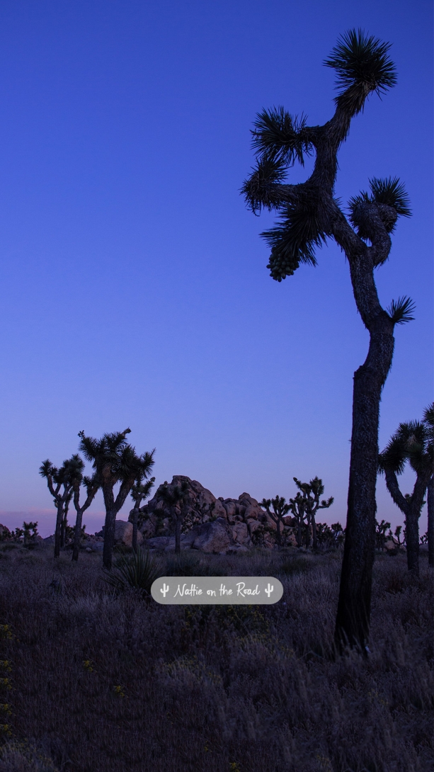 Joshua Tree Phone Wallpaper