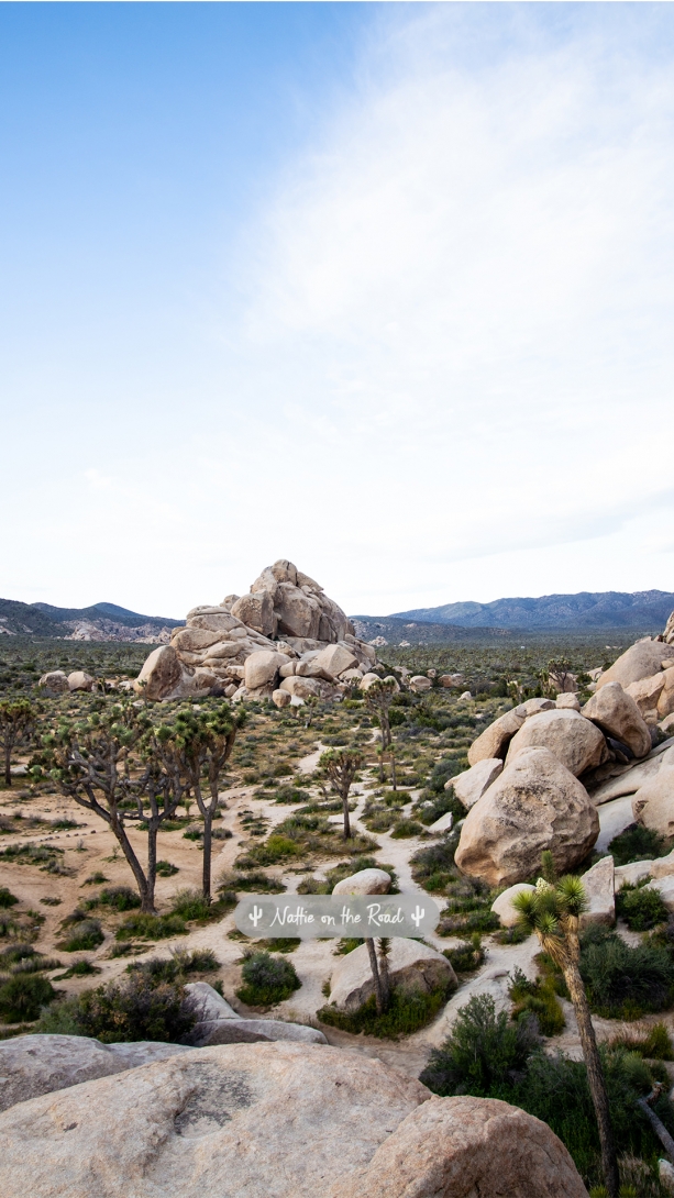 Joshua Tree Phone Wallpaper