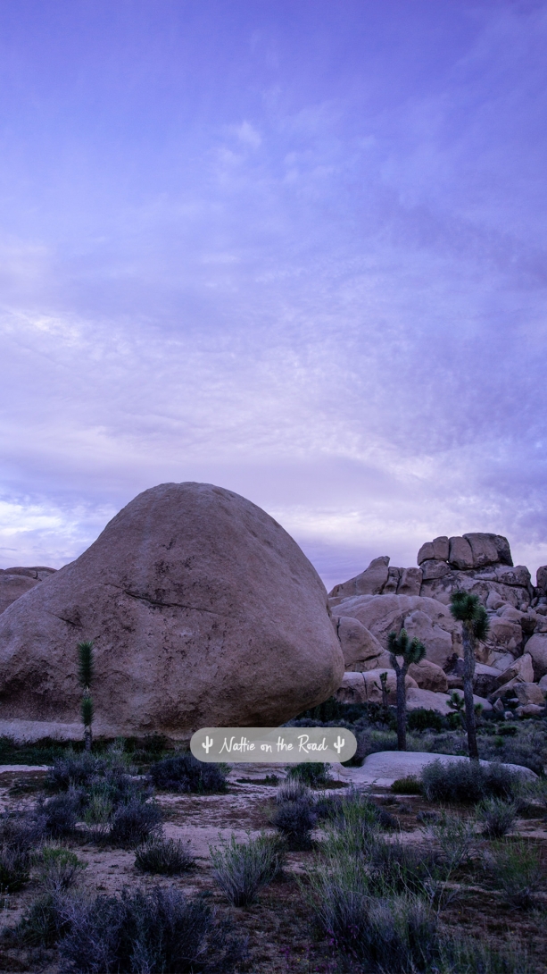Joshua Tree Phone Wallpaper