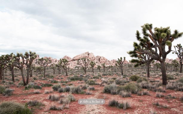 Joshua Tree Desktop Wallpaper