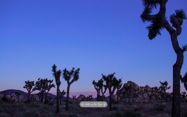 Joshua Tree Desktop Wallpaper
