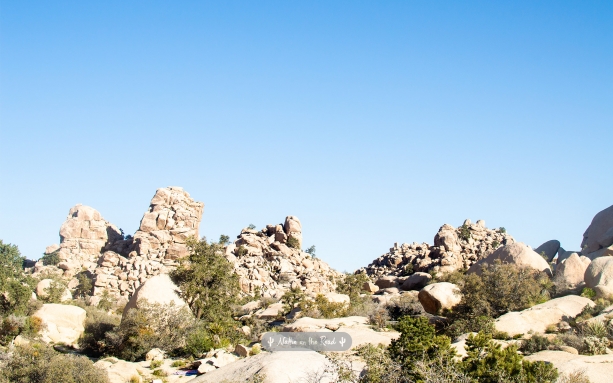 Joshua Tree Desktop Wallpaper