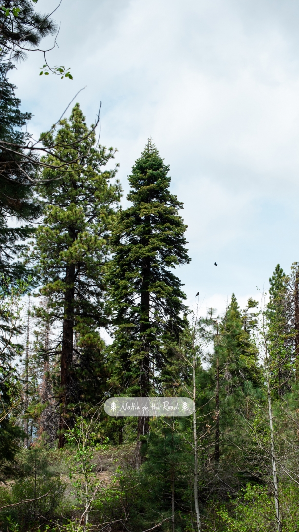 Sierra Nevada Phone Wallpaper