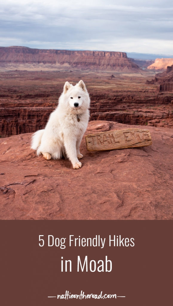 5 Dog Friendly Hikes in Moab