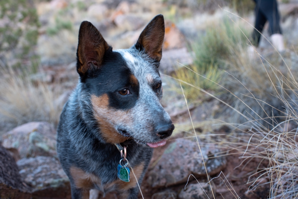 Dog Friendly Hikes in Moab